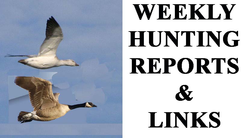duck and goose hunting reports and hunting links